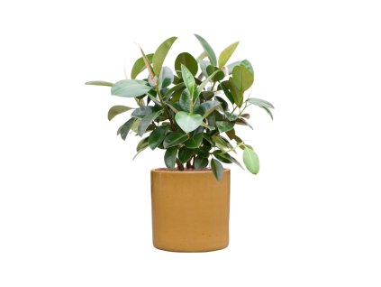 57700 ficus elastica robusta v obalu cylinder hydroponie prumer 40 cm