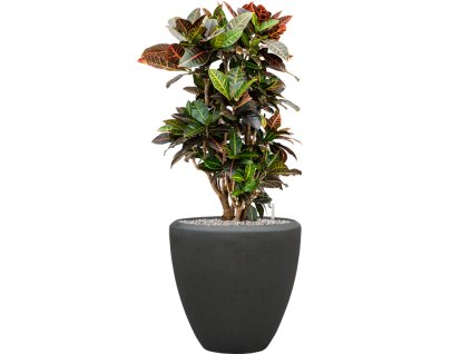 57703 croton codiaeum variegatum petra v obalu baq polystone plain substrat vulkastrat prumer 40 cm