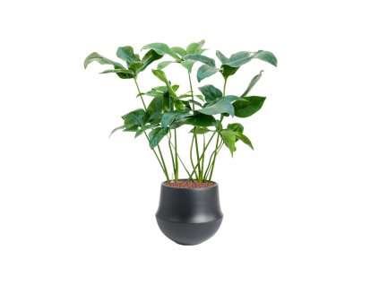 57730 philodendron green wonder v obalu fusion hydroponie prumer 32 cm