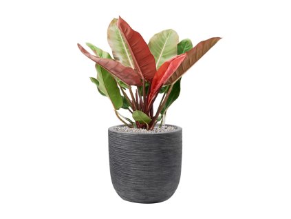 57739 philodendron prince of orange v obalu capi waste rib nl substrat vulkastrat prumer 35 cm