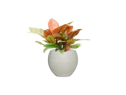 57748 philodendron prince of orange v obalu ridged horizontally substrat vulkastrat prumer 34 cm