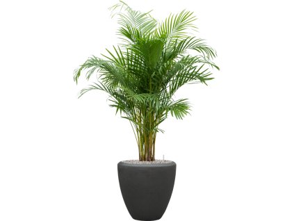 57760 dypsis areca lutescens v obalu baq polystone plain substrat vulkastrat prumer 40 cm