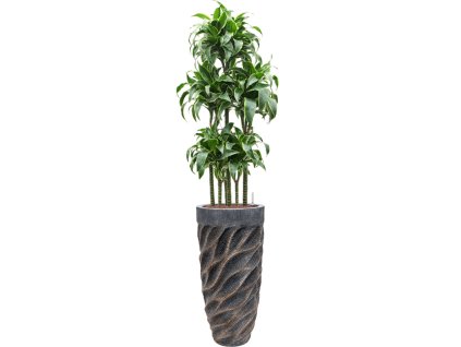 57781 dracaena fragrans dorado v obalu baq luxe lite universe wave hydroponie prumer 33 cm