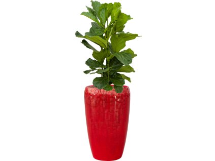 57796 ficus lyrata in baq vogue amfi hydroponie prumer 43 cm