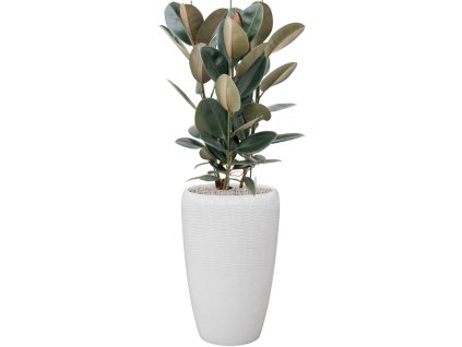 57805 ficus elastica abidjan v obalu baq vogue amfi substrat vulkastrat prumer 43 cm