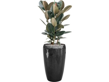 57808 ficus elastica abidjan v obalu baq vogue amfi substrat vulkastrat prumer 43 cm