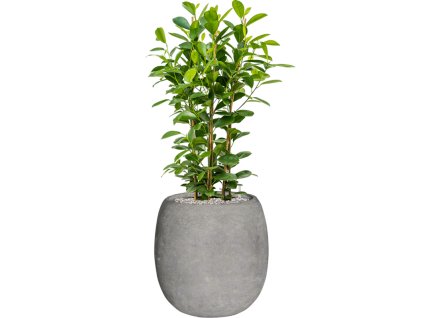 57811 ficus microcarpa moclame v obalu baq polystone coated plain substrat vulkastrat prumer 42 cm