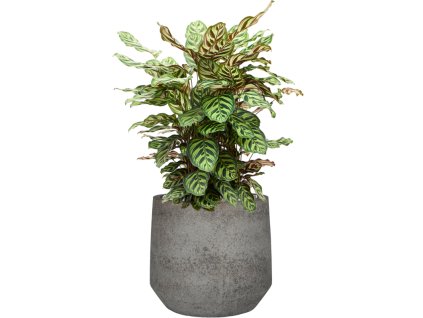 57820 calathea makoyana v obalu cement stone substrat vulkastrat prumer 32 cm