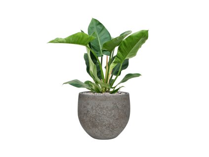 57823 philodendron imperial green v obalu cement stone substrat vulkastrat prumer 30 cm