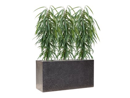57844 ficus binnendijkii alii v obalu baq terrazzo substrat vulkastrat