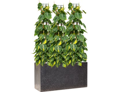 57850 philodendron scandens brasil v obalu baq terrazzo substrat vulkastrat