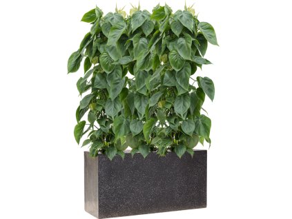 57853 philodendron scandens v obalu baq terrazzo substrat vulkastrat