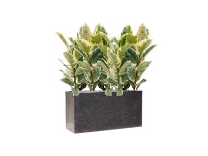 57862 ficus elastica tineke v obalu baq terrazzo substrat vulkastrat