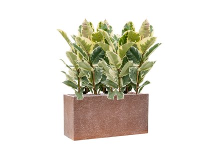 57868 ficus elastica tineke v obalu baq terrazzo substrat vulkastrat