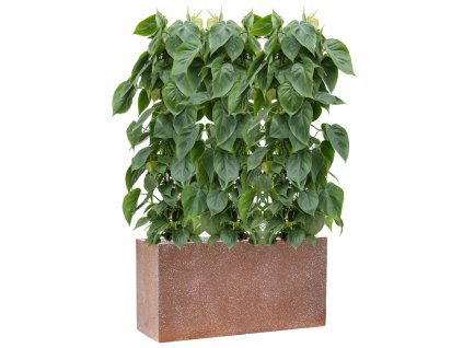 57877 philodendron scandens v obalu baq terrazzo substrat vulkastrat