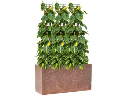 57880 philodendron scandens brasil v obalu baq terrazzo substrat vulkastrat