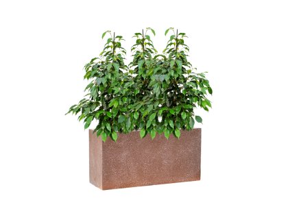 57883 ficus benjamina danielle v obalu baq terrazzo substrat vulkastrat