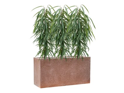 57886 ficus binnendijkii alii v obalu baq terrazzo substrat vulkastrat
