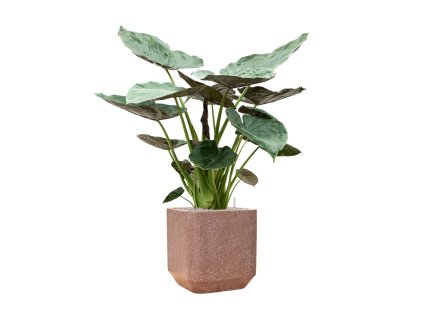 57892 alocasia wentii v obalu baq terrazzo substrat vulkastrat