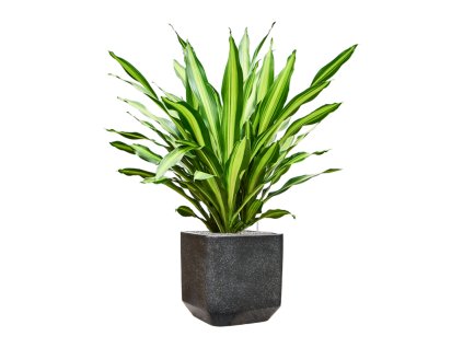 57898 dracaena fragrans burley v obalu baq terrazzo substrat vulkastrat