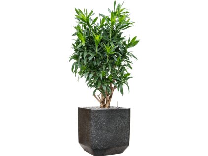 57910 pleomele dracaena reflexa v obalu baq terrazzo substrat vulkastrat