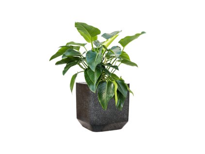 57922 philodendron green beauty v obalu baq terrazzo substrat vulkastrat