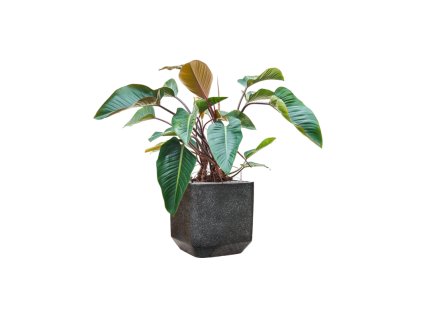 57925 philodendron red beauty v obalu baq terrazzo substrat vulkastrat