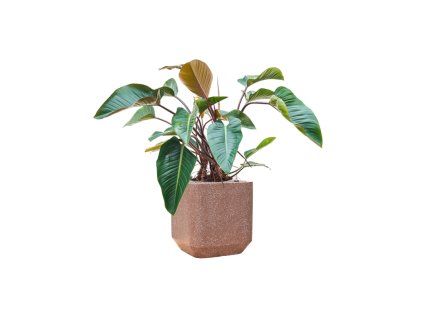 57928 philodendron red beauty v obalu baq terrazzo substrat vulkastrat