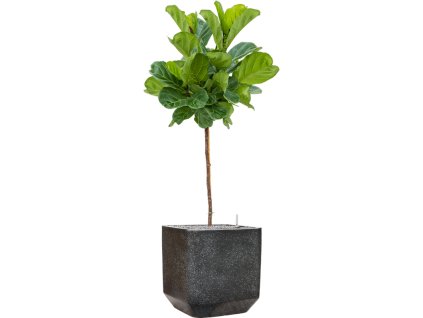 57937 ficus lyrata v obalu baq terrazzo substrat vulkastrat