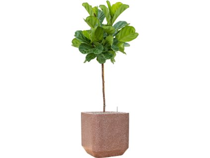 57940 ficus lyrata v obalu baq terrazzo substrat vulkastrat