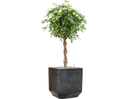 57946 schefflera arboricola gold capella v obalu baq terrazzo substrat vulkastrat