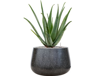 57979 aloe vera barbadensis v obalu baq terrazzo substrat vulkastrat prumer 37 cm