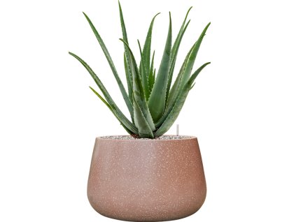 57982 aloe vera barbadensis v obalu baq terrazzo substrat vulkastrat prumer 37 cm