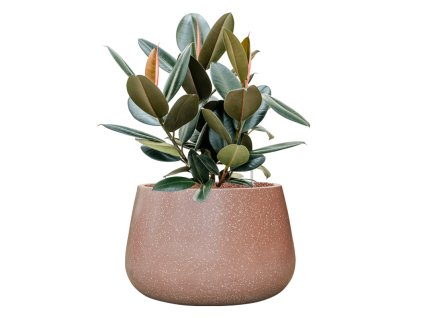 57985 ficus elastica abidjan v obalu baq terrazzo hydroponie prumer 37 cm