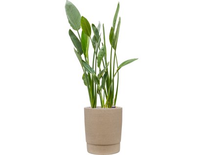 57994 strelitzia reginae v obalu chao substrat vulkastrat prumer 37 cm
