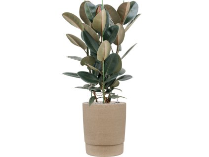 57997 ficus elastica abidjan v obalu chao substrat vulkastrat prumer 37 cm