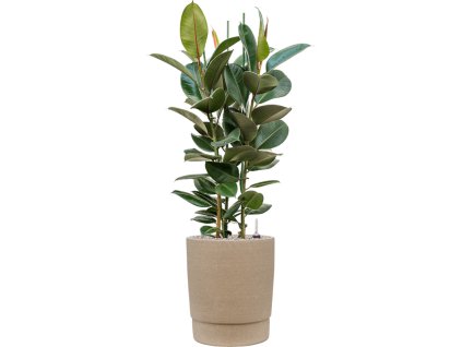 58003 ficus elastica robusta v obalu chao substrat vulkastrat prumer 37 cm