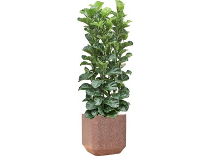 58021 ficus lyrata bambino v obalu baq terrazzo substrat vulkastrat