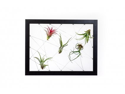 6140 obraz z zivych rostlin jogin 5 tillandsii 30x40cm cerna