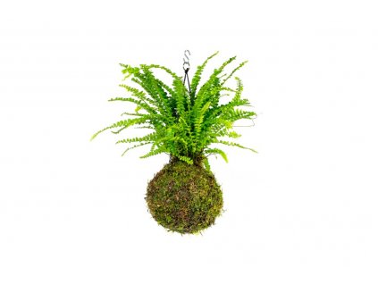 Kokedama Nephrolepis Duffi (L)  Ledviník