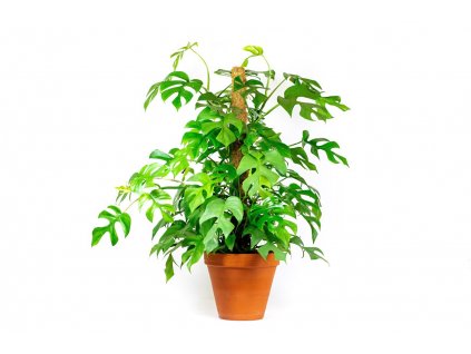 Monstera minima s kokosovou vzpěrou 80 cm, průměr 19 cm  Monstera