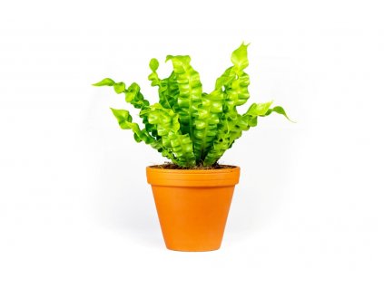 Asplenium Crispy Wave, průměr 12 cm  Sleziník