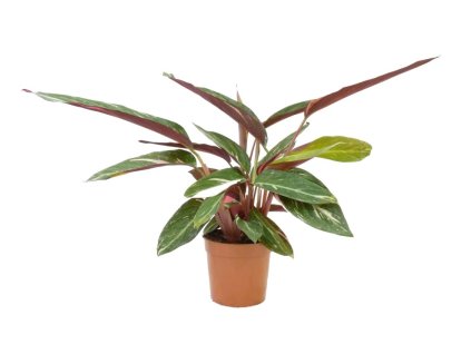 Stromanthe Magic Star, průměr 12 cm  Stromante