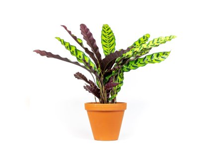 Calathea Lancifolia (Insignis), průměr 14 cm  Kalatea