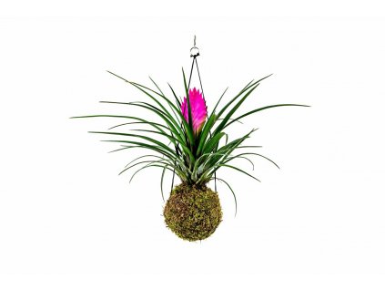 Kokedama Tillandsia Anita (M)  Tilandsie, Kykatka