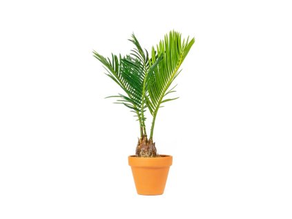Cycas revoluta, průměr 6 cm  Cykas japonský