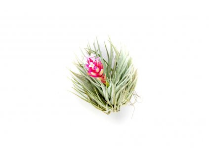 6620 tillandsia cotton candy stricta