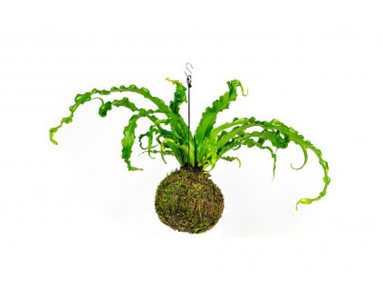 Kokedama Asplenium Antiqum Osaka (L)  Sleziník