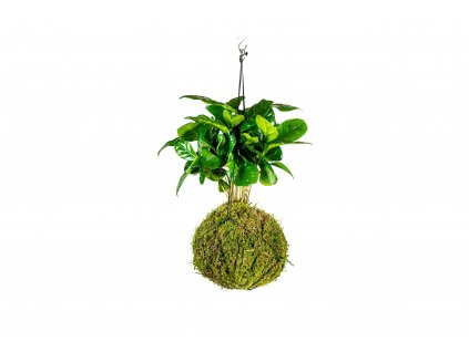 Kokedama Coffea arabica (L)  Kávovník arabský