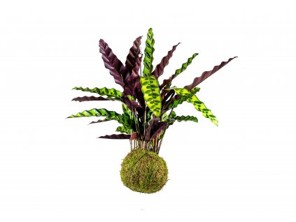 6638 kokedama calathea lancifolia insignis l